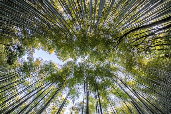 Découverte en profondeur : Top 10 des destinations écotouristiques incontournables